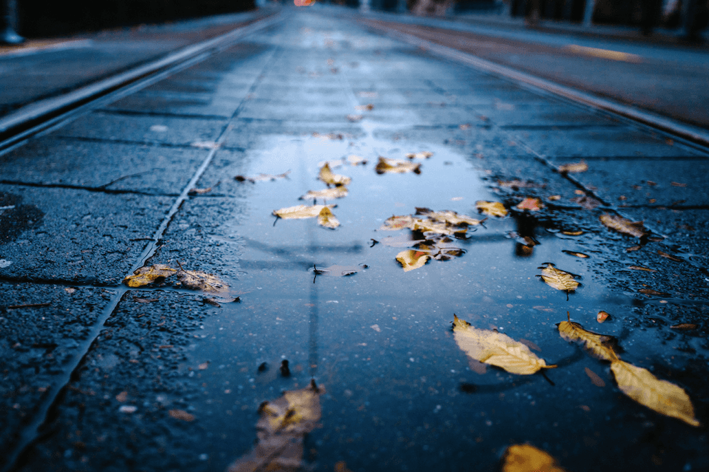 Driving on wet leaves is just as dangerous as driving on ice