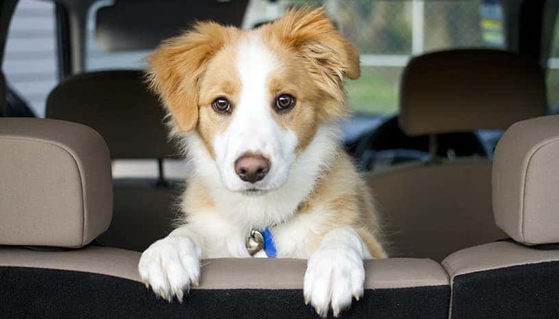 Best Pet Accessories for Your Car - Autotrader