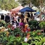 farmer's market