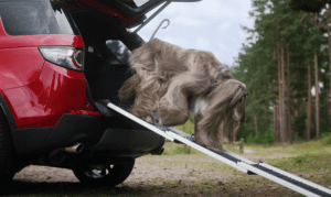 Land rover shop dog bowl