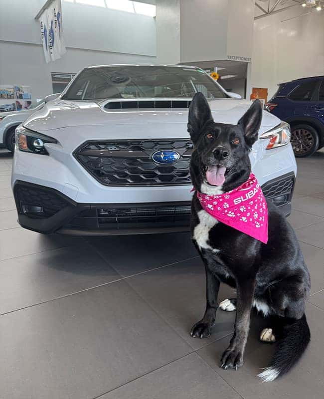 A dog sitting in front of a Subaru WRX