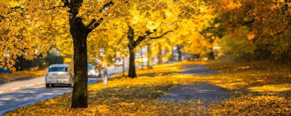 Helpful Car Care Tips For The Fall Cars driving down a fall road near St. Louis Park