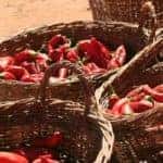 baskets with chiles