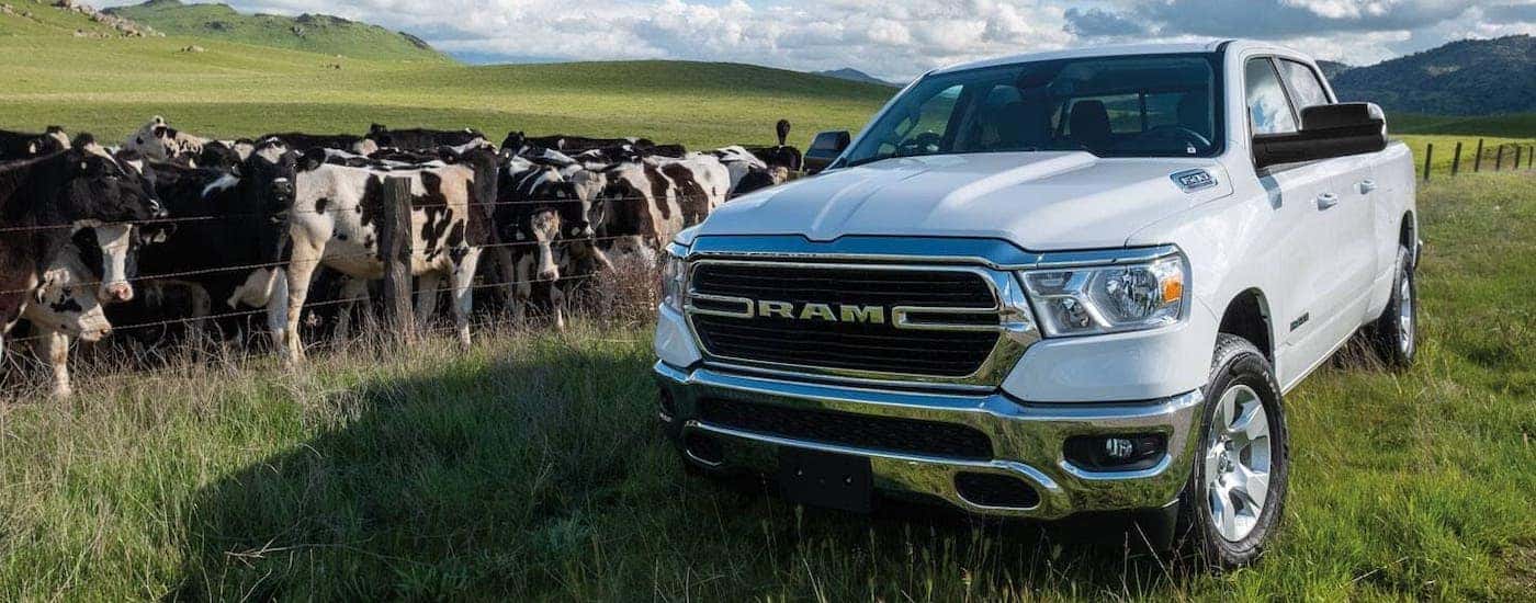 A white 2021 Ram 1500 is parked in front of a group of cows.