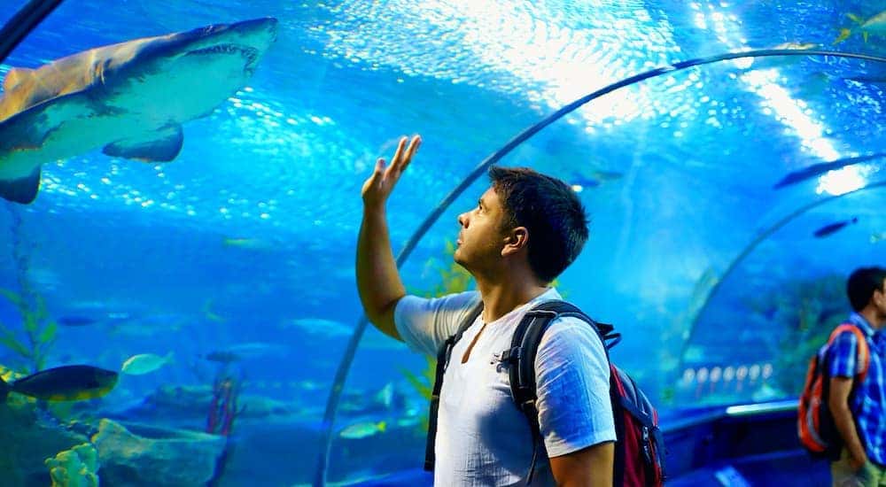 A man is holding his hand up to a glass tunnel with a shark on the other side.