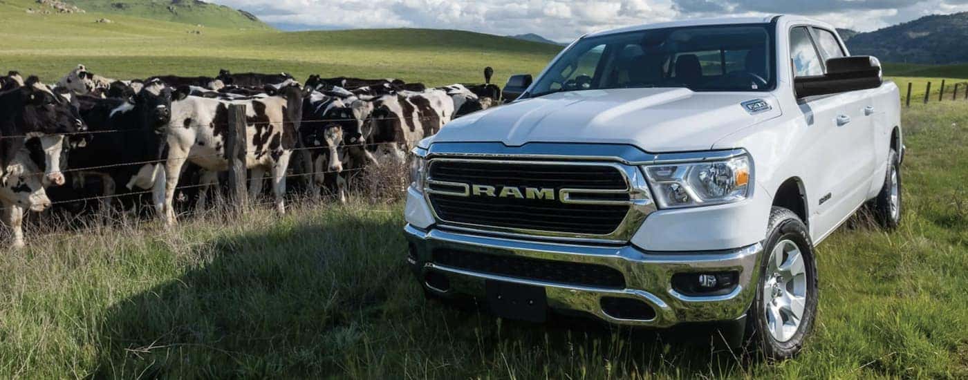 A white 2021 Ram 1500 is shown from the front parked in a field with cows.